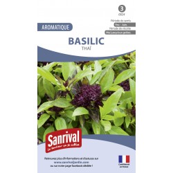 Basilic thaÏ