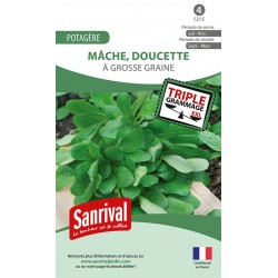 graines de Mâche à grosse graine (doucette)