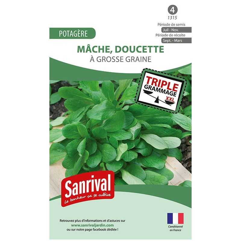 graines de Mâche à grosse graine (doucette) graines de Mâche à grosse graine (doucette)