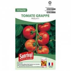 Graines de tomate grappe Paola F1