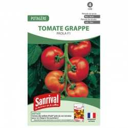 Tomate grappe Paola F1