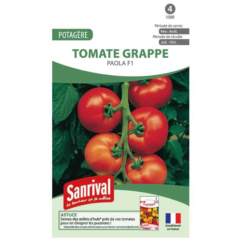 Graines de tomate grappe Paola F1