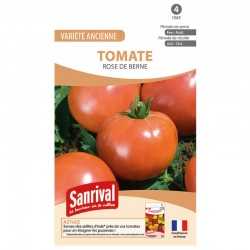 Graines de tomate Rose de Berne