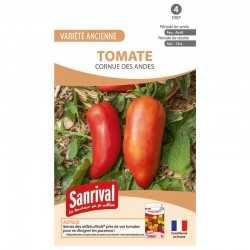 Tomate cornue des Andes