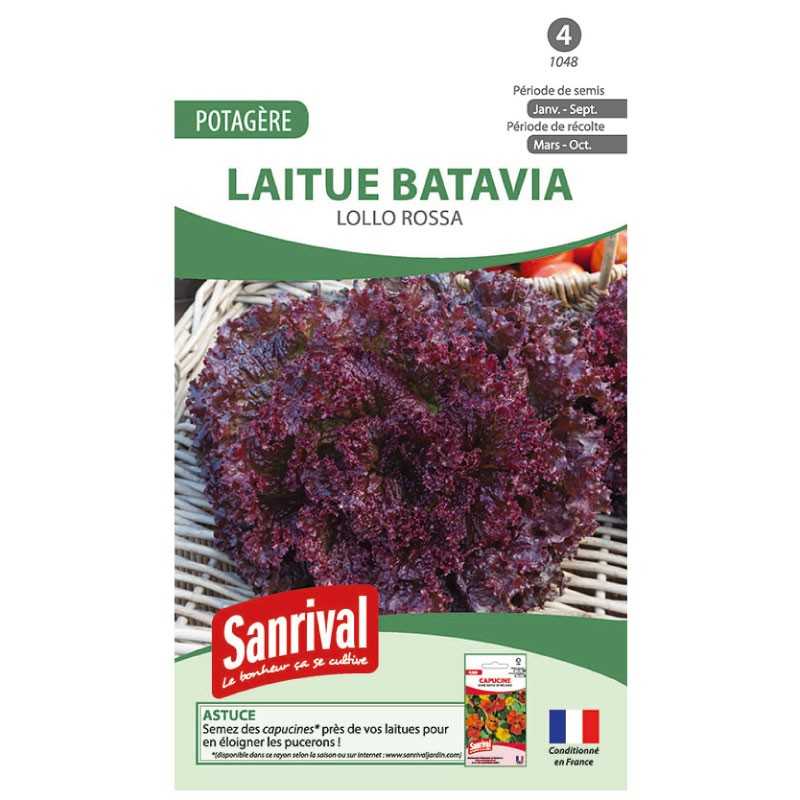 graines de Laitue Batavia Lollo Rossa