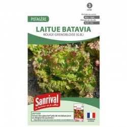 graines de Laitue Batavia Rouge grenobloise