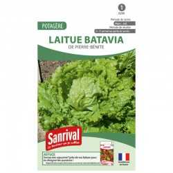 graines de Laitue Batavia de Pierre-Bénite