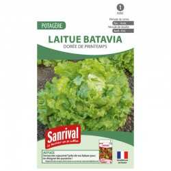 graines de Laitue Batavia Dorée de printemps