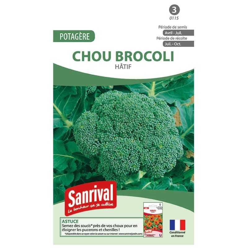 graines de Chou brocoli Hatif