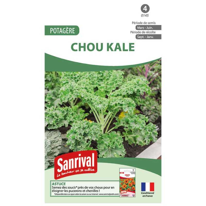 graines de Chou Kale
