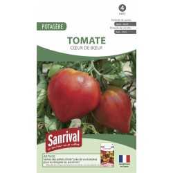 Graines de tomate coeur de boeuf