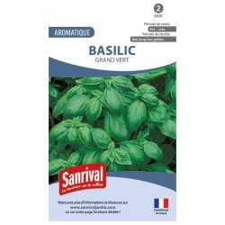 Graines de basilic grand vert