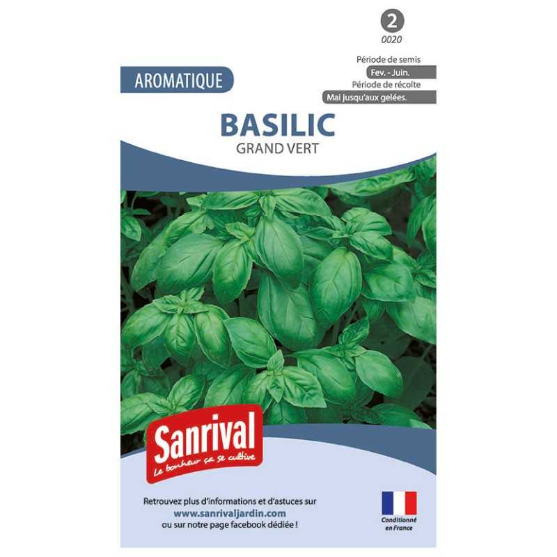 Graines de basilic grand vert