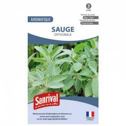 Graines de Sauge officinale