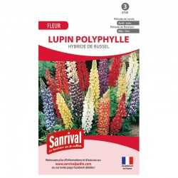 Lupin Polyphylle Hybride De Russel