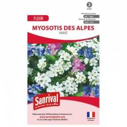 Myosotis des Alpes varié