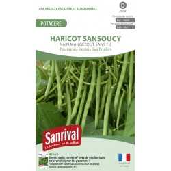 Graines de Haricot Sansoucy Nain mangetout sans fil