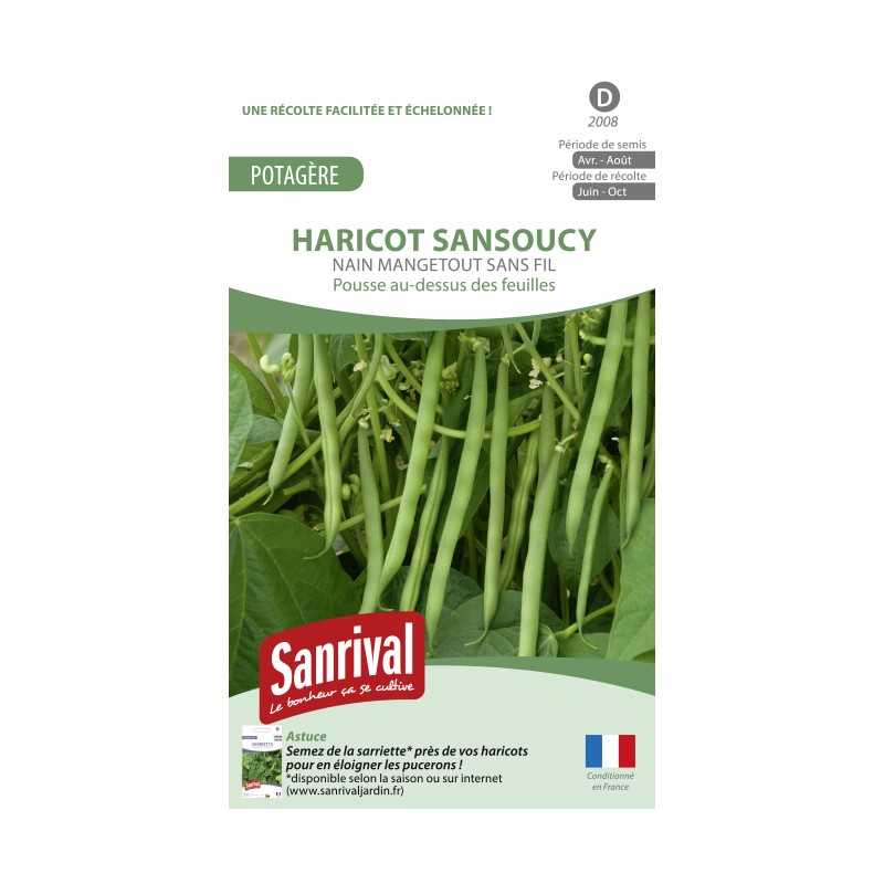 Graines de Haricot Sansoucy Nain mangetout sans fil