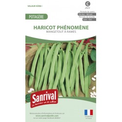 Graines de haricot Phénomène mangetout à rames