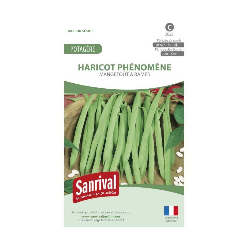 Graines de haricot Phénomène mangetout à rames