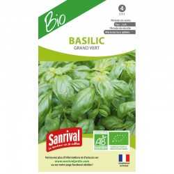 Graines bio de Basilic grand vert