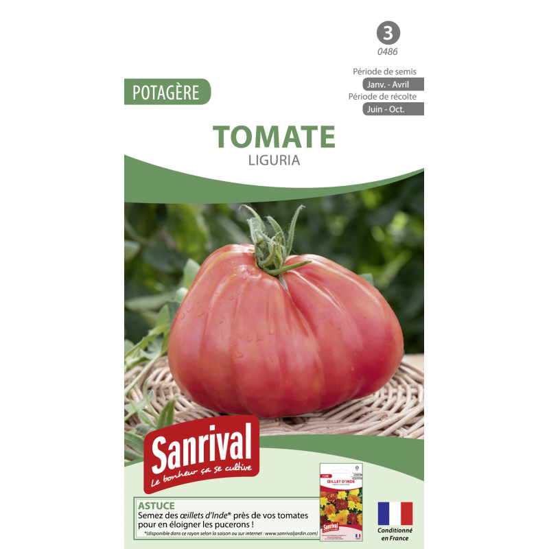 Graines de tomate liguria