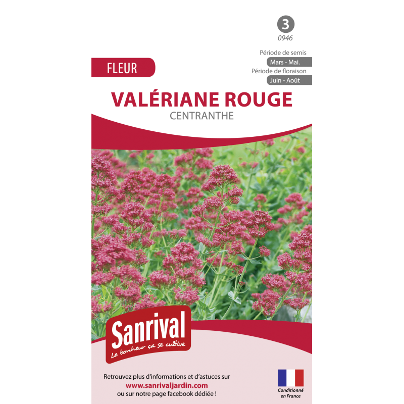 Graines de Valériane rouge centranthe