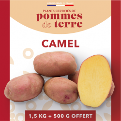 Sac 2 kg de pommes de terre camel 500 grammes offert
