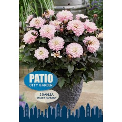 Dahlia Melody Harmony