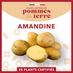 Amandine 25 plants