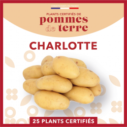 Charlotte 25 plants