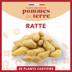 Ratte 25 plants