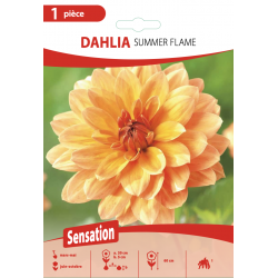 Dahlia Summer Flame