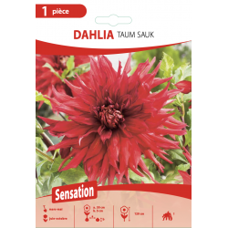 Dahlia Cactus Taum Sauk