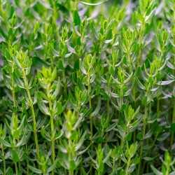 herbe aromatique thym frais