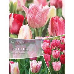 Tulipe Hemisphere