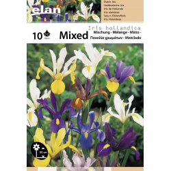 Elan - Iris Mixed