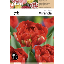 Tulipe Miranda