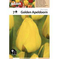 Tulipe Golden Apeldoorn