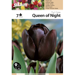 Tulipe Queen Of Night