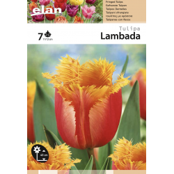 Tulipe Lambada