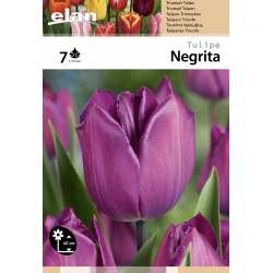 Tulipe Negrita