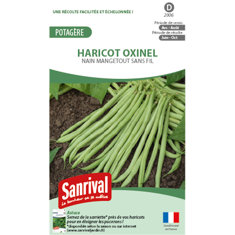 Graines de haricot Oxinel nain mangetout sans fil