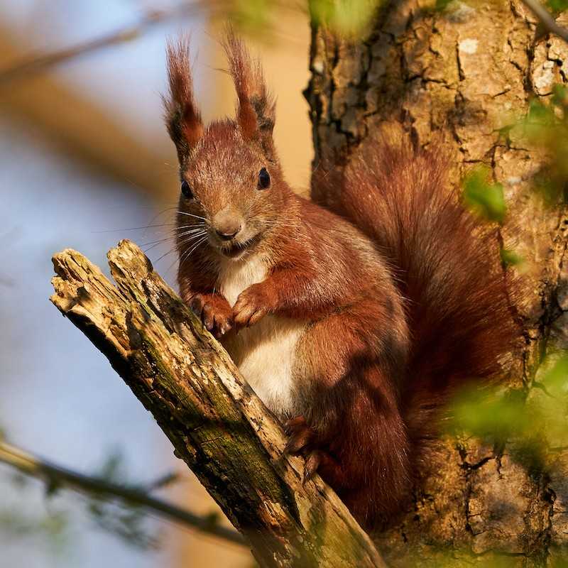 Mangeoire Pour écureuils En Bois – Avec Couvercle Vert, Facile à Remplir, Pour Jardin Extérieur