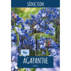 Agapanthe bleue