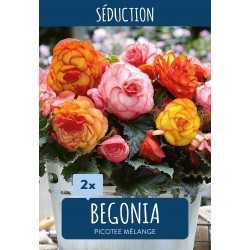 Begonia Picotee mix