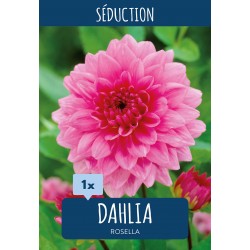 Dahlia Decorative Rosella