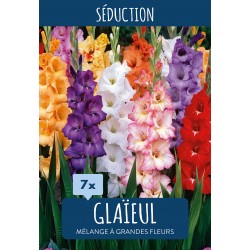 Gladiolus Largeflowering Mix