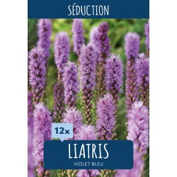 Liatris Spicata violet & bleue