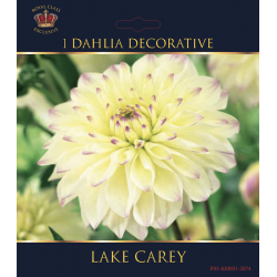 Dahlia décoratif Lake Carey